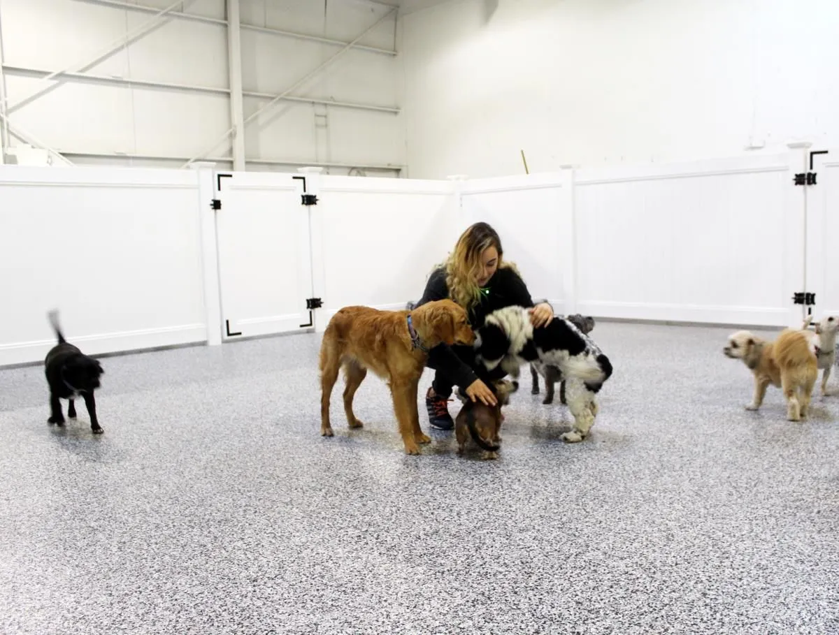 Entreprises 4 image BOWDOG