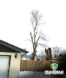 Business 1 image GUARDIAN TREE SERVICES LTD