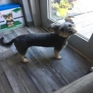 Business 16 image STICKS & BONES DOG GROOMING