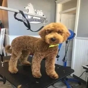 Business 19 image STICKS & BONES DOG GROOMING