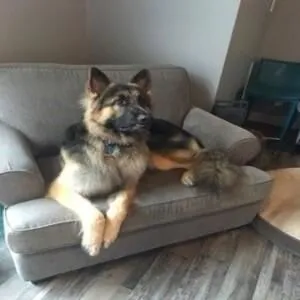 Business 5 image STICKS & BONES DOG GROOMING