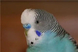 Business 4 image THE LINK ROADS ANIMAL & BIRD CLINIC