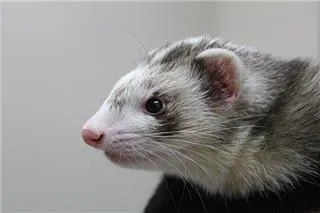 Business 2 image THE LINK ROADS ANIMAL & BIRD CLINIC