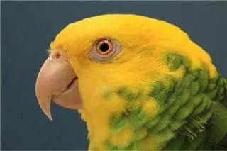 Business 7 image THE LINK ROADS ANIMAL & BIRD CLINIC