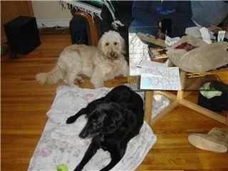 Business 4 image DOGGY STYLES PET SERVICES