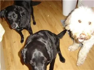 Business 1 image DOGGY STYLES PET SERVICES