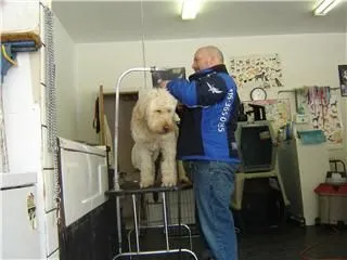 Business 2 image DOGGY STYLES PET SERVICES