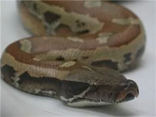 Business 5 image THE LINK ROADS ANIMAL & BIRD CLINIC