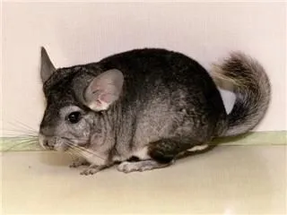 Business 1 image THE LINK ROADS ANIMAL & BIRD CLINIC