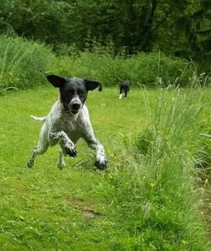 Entreprises 8 image NANAIMO PET SERVICES