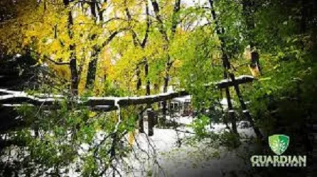 Business 3 image GUARDIAN TREE SERVICES LTD