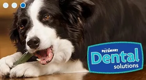 Business 5 image PETSMART