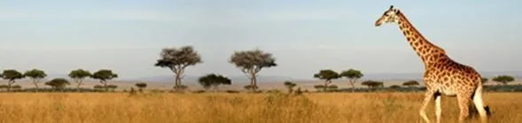 Entreprises 5 image EXPEDIA CRUISES SHIP CENTERS