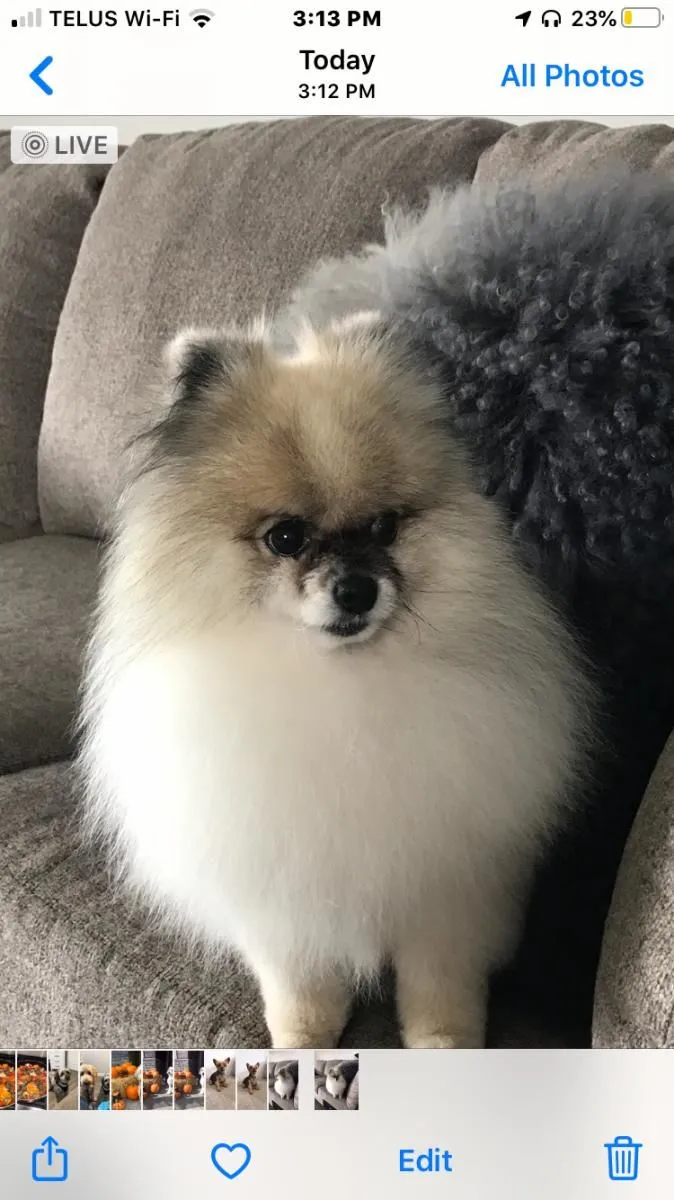 Business 8 image STICKS & BONES DOG GROOMING