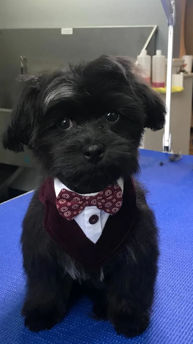 Business 22 image STICKS & BONES DOG GROOMING