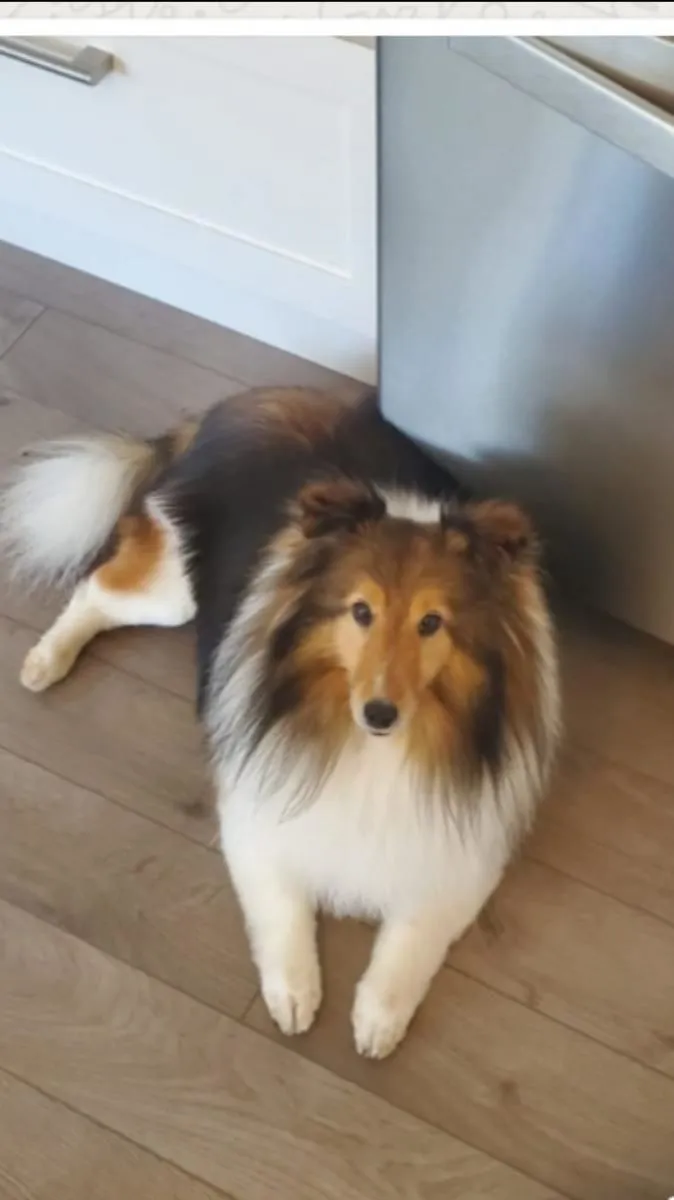 Business 23 image STICKS & BONES DOG GROOMING