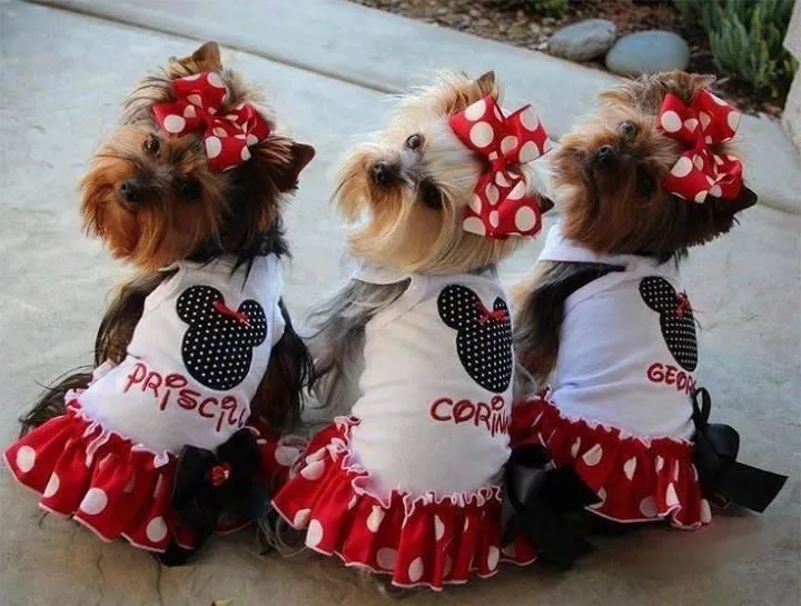 Business 4 image SALON DE BEAUTÉ CANINE