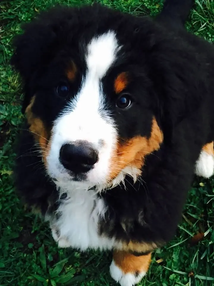 Entreprises 6 image NANAIMO PET SERVICES