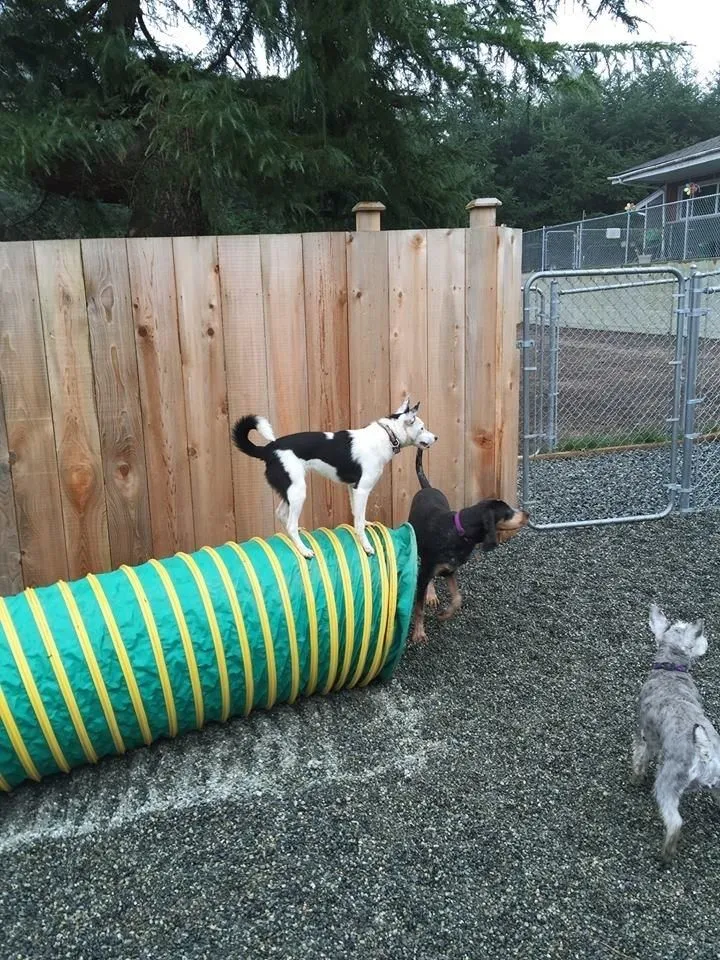 Entreprises 9 image NANAIMO PET SERVICES