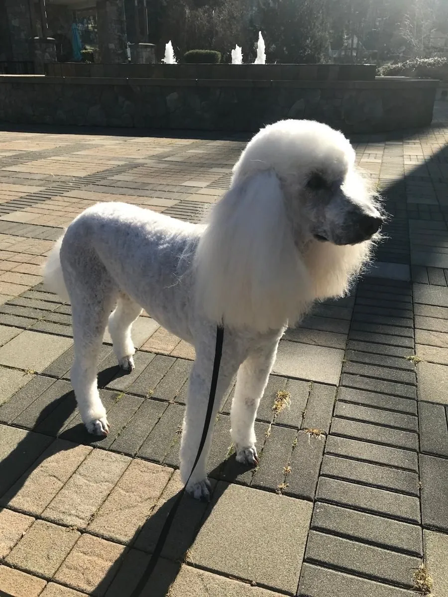 Business 7 image STICKS & BONES DOG GROOMING