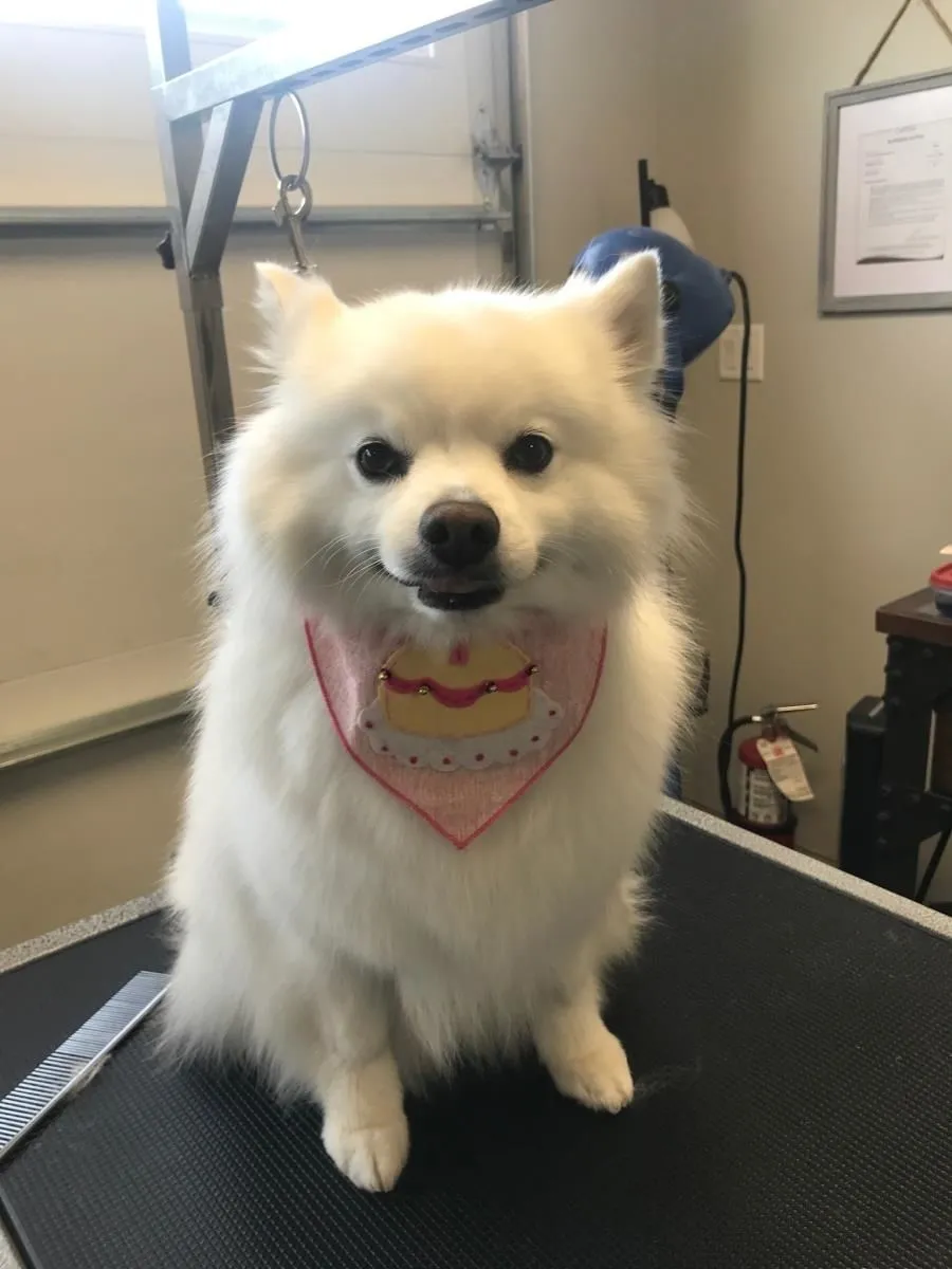 Business 9 image STICKS & BONES DOG GROOMING