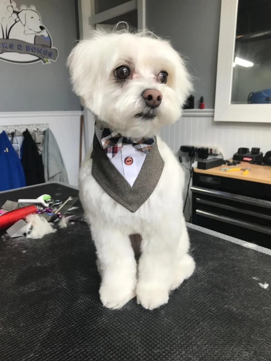 Business 10 image STICKS & BONES DOG GROOMING