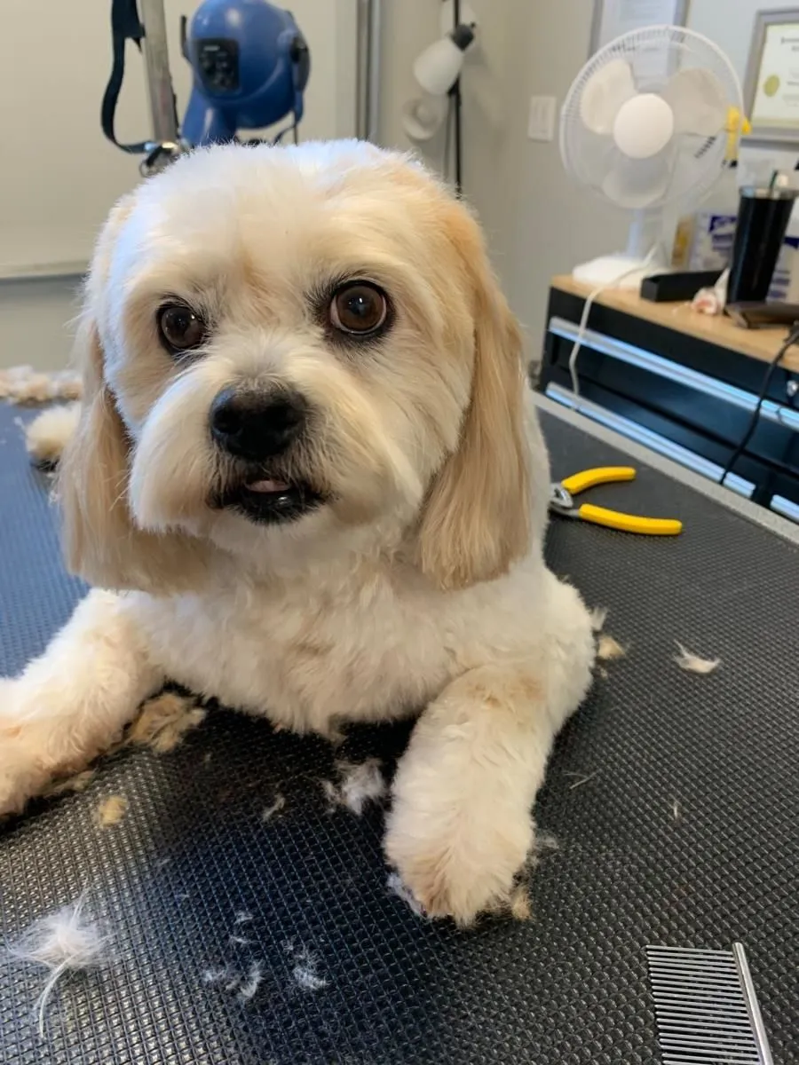 Business 11 image STICKS & BONES DOG GROOMING