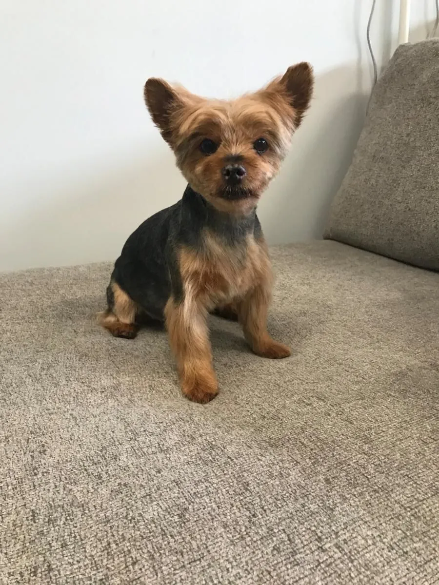 Business 12 image STICKS & BONES DOG GROOMING