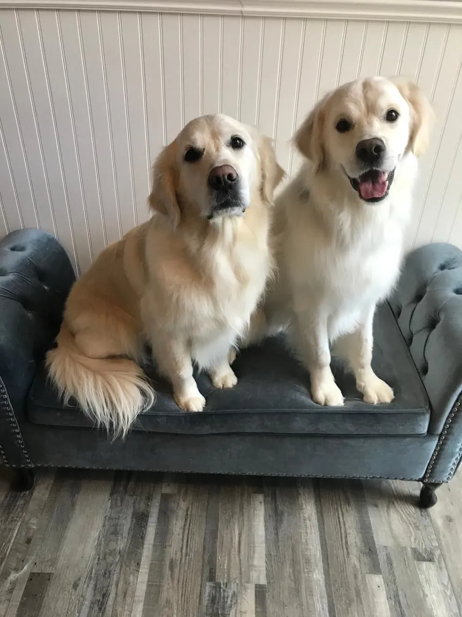 Business 13 image STICKS & BONES DOG GROOMING