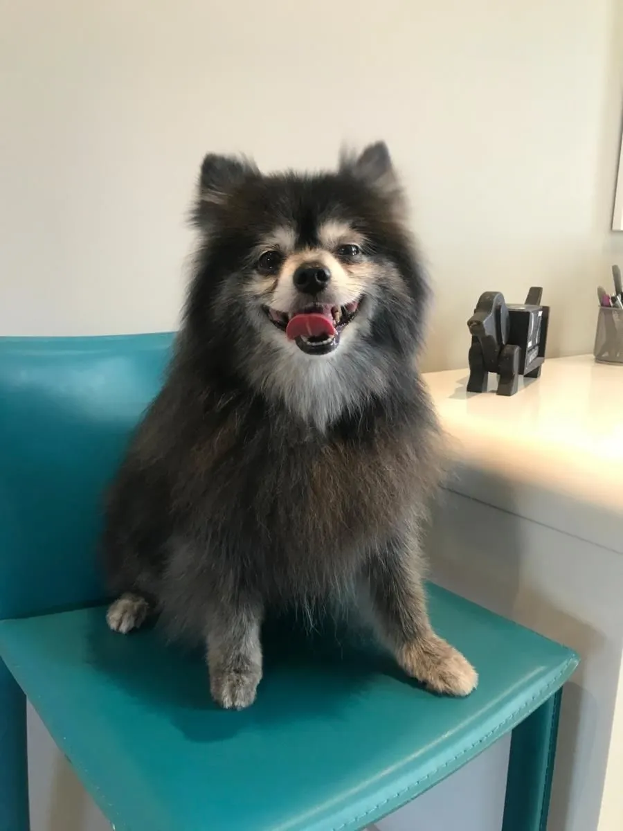 Business 14 image STICKS & BONES DOG GROOMING