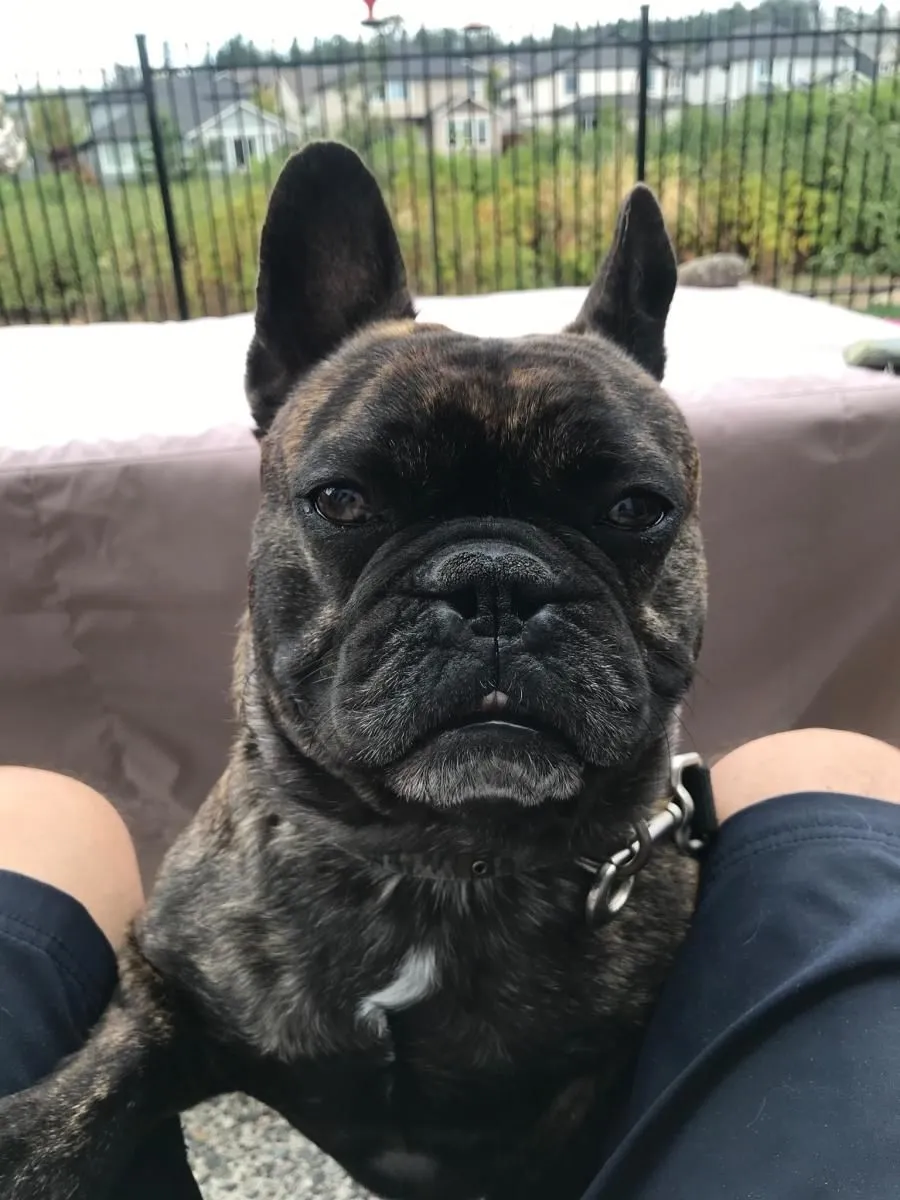 Business 15 image STICKS & BONES DOG GROOMING