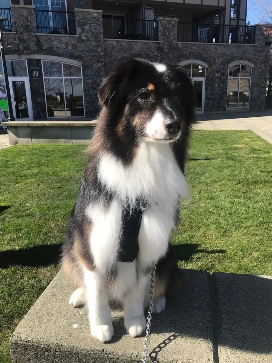 Business 1 image STICKS & BONES DOG GROOMING