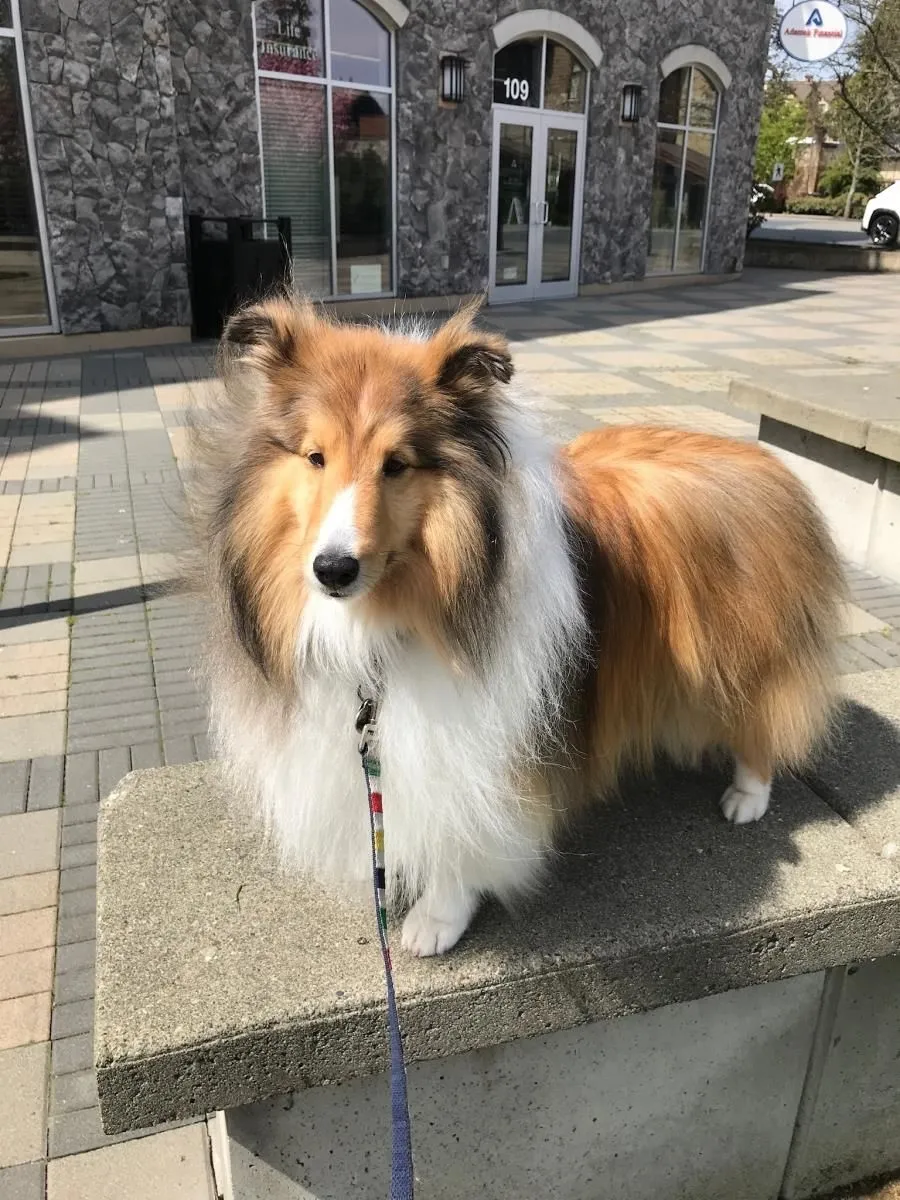 Business 2 image STICKS & BONES DOG GROOMING