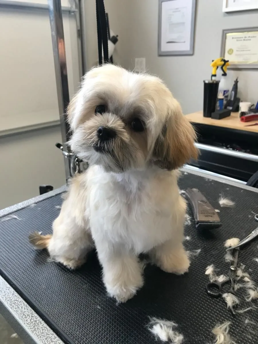 Business 18 image STICKS & BONES DOG GROOMING