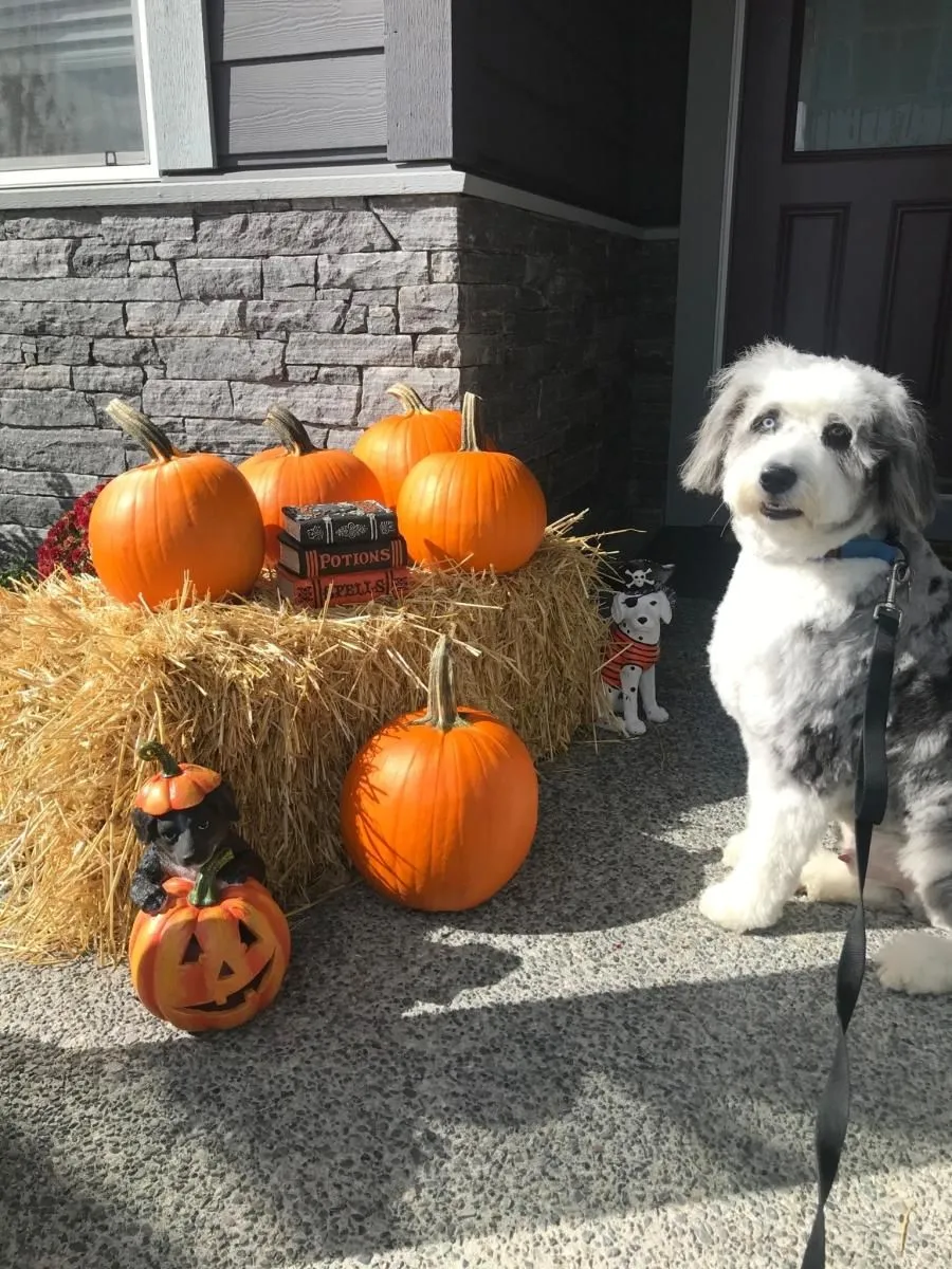 Business 20 image STICKS & BONES DOG GROOMING