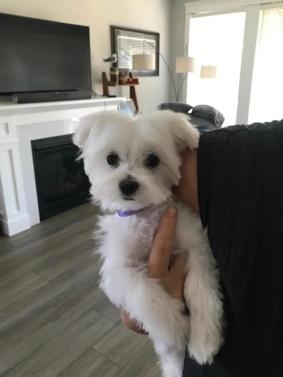 Business 3 image STICKS & BONES DOG GROOMING