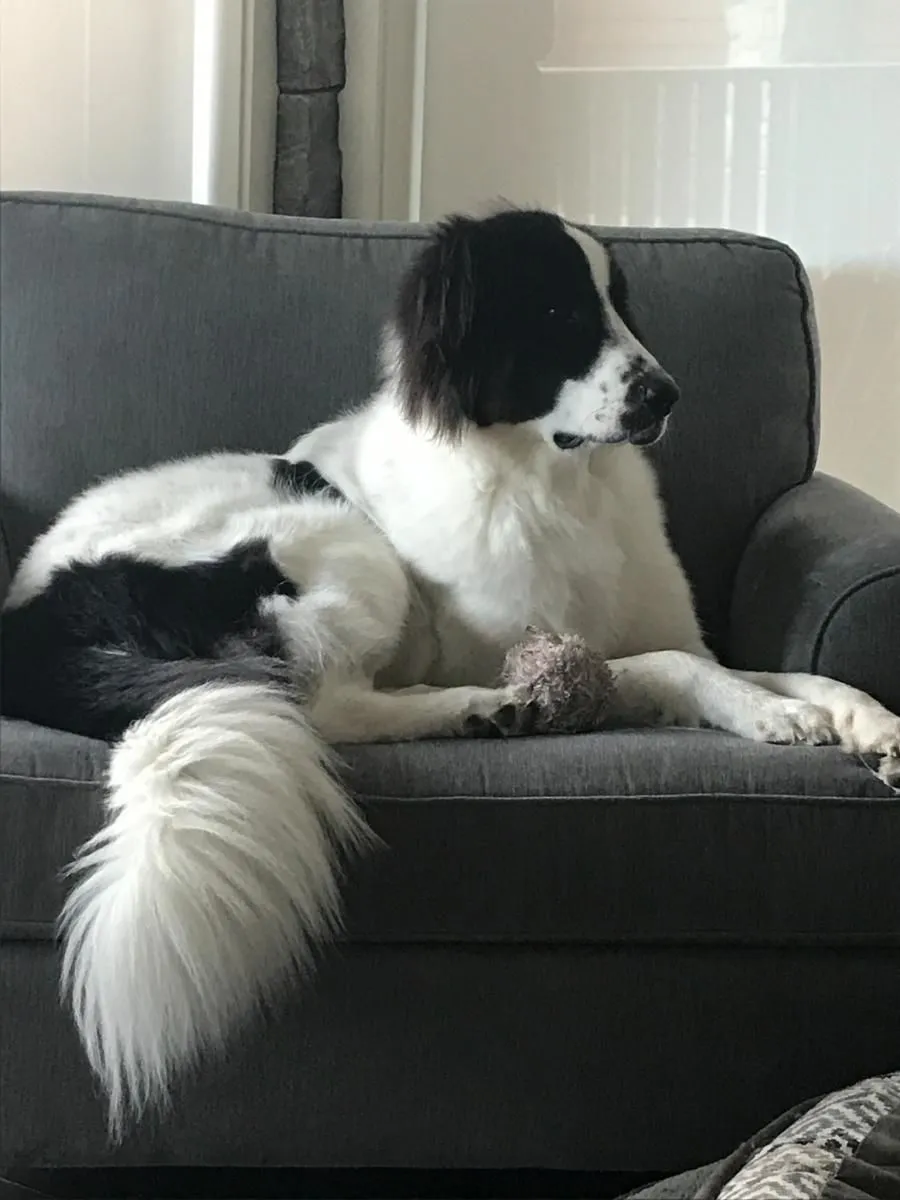 Business 21 image STICKS & BONES DOG GROOMING