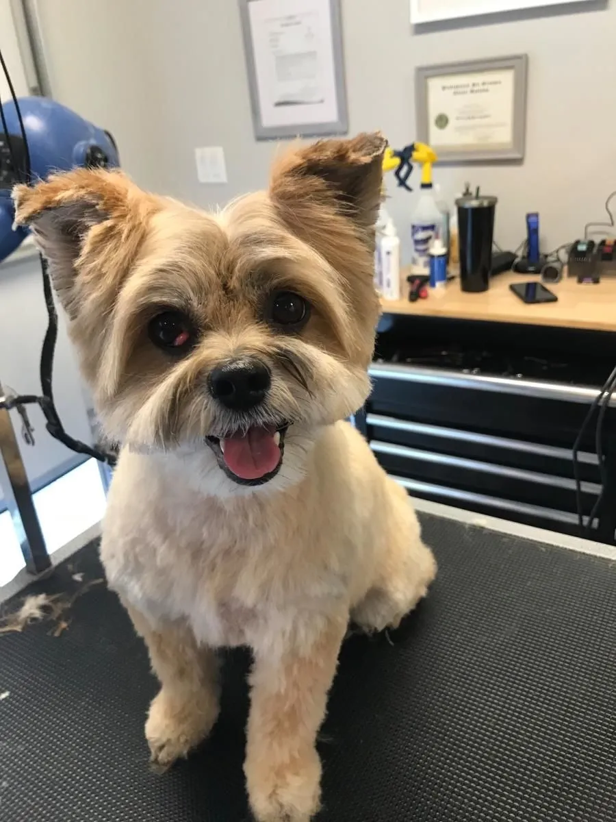 Business 24 image STICKS & BONES DOG GROOMING