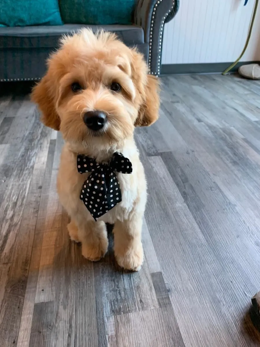 Business 26 image STICKS & BONES DOG GROOMING