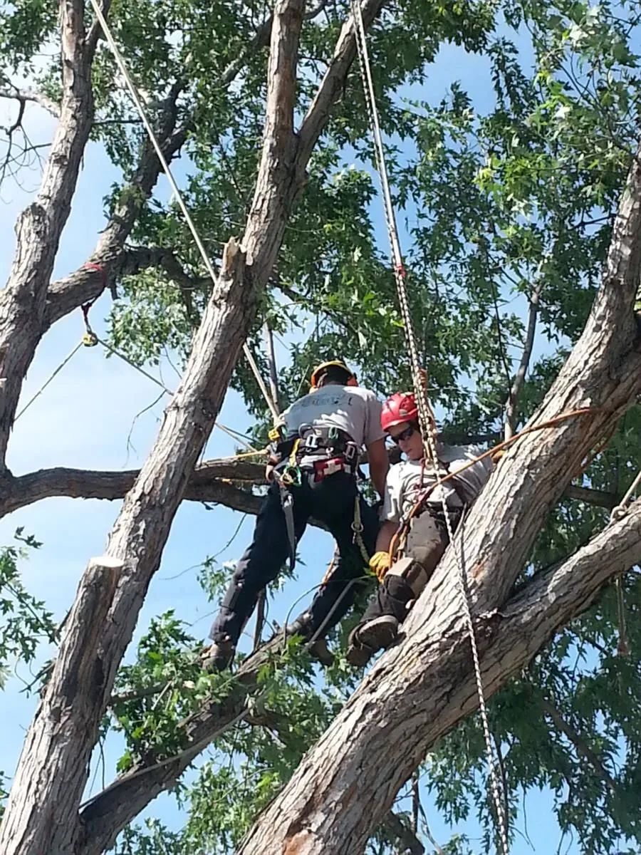 Entreprises 3 image STUMP BUSTERS