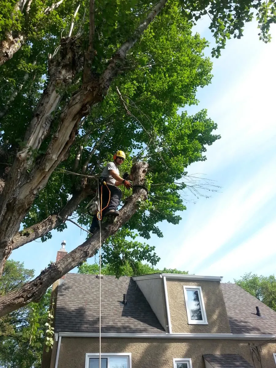 Entreprises 2 image STUMP BUSTERS