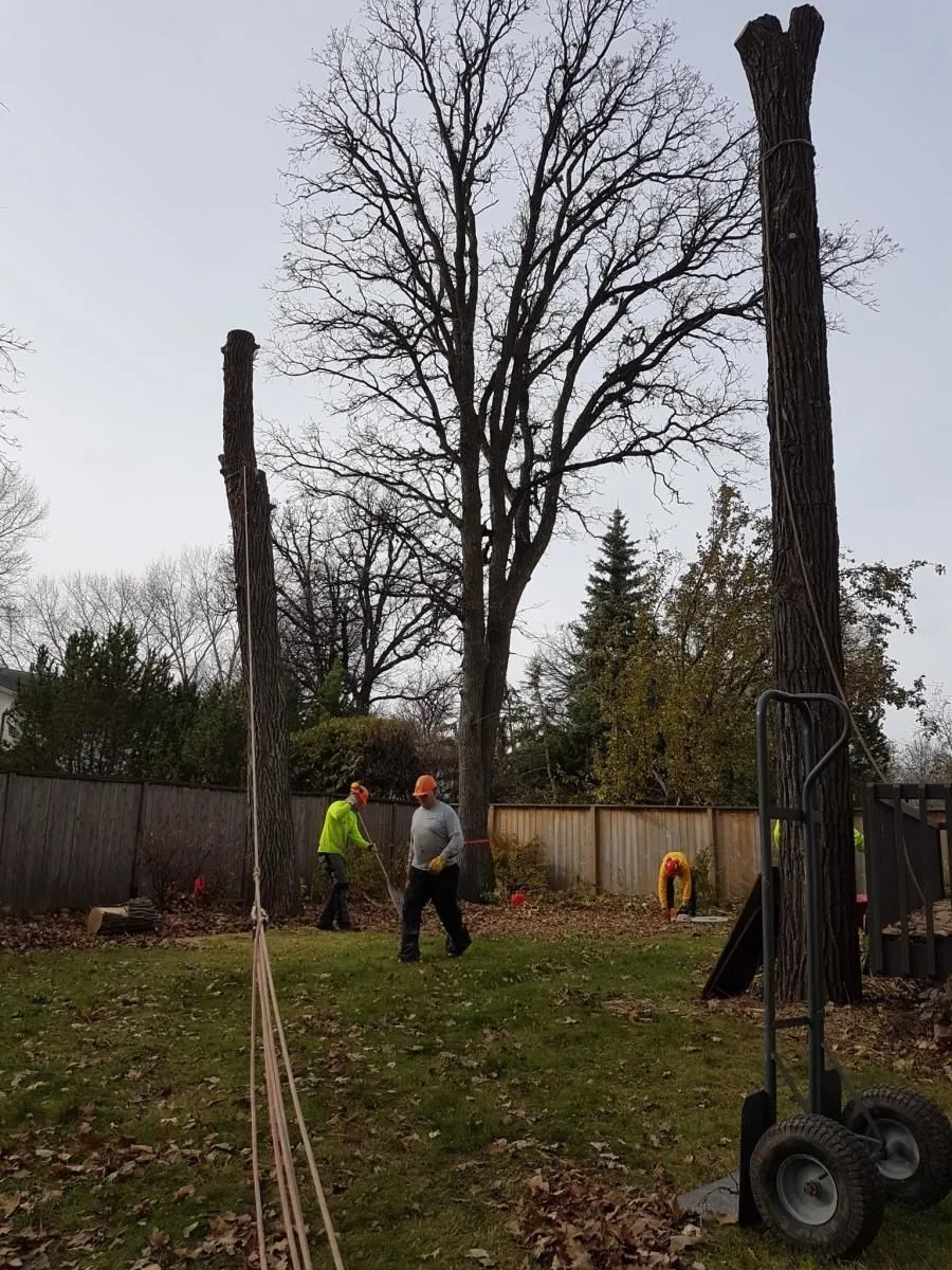 Entreprises 9 image STUMP BUSTERS