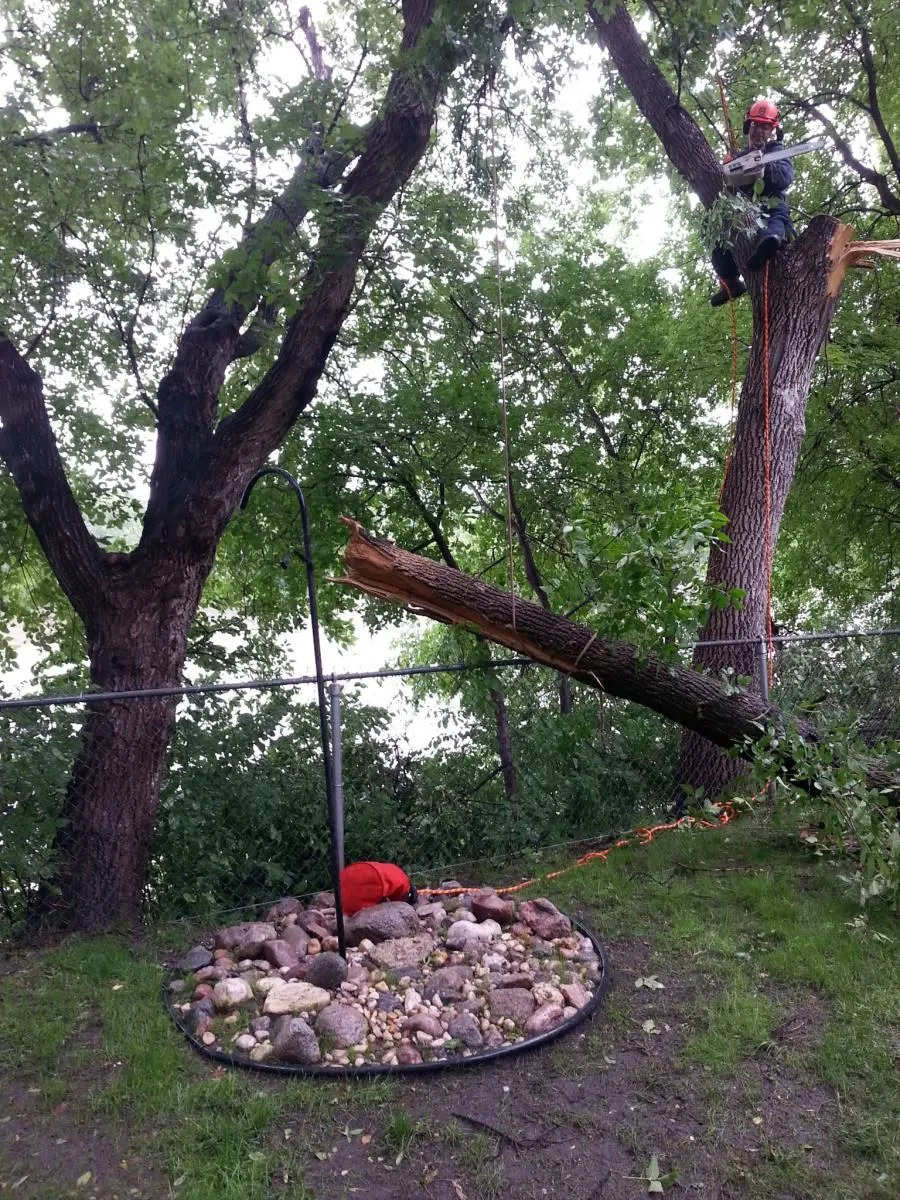 Entreprises 1 image STUMP BUSTERS