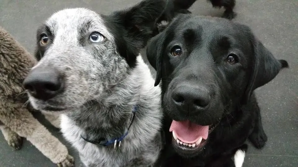 Entreprises 4 image NANAIMO PET SERVICES