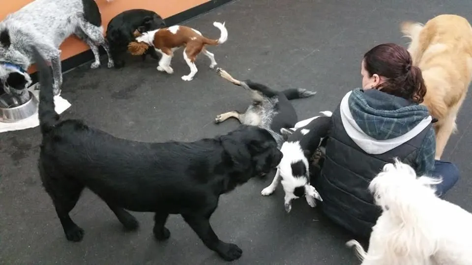 Entreprises 10 image NANAIMO PET SERVICES