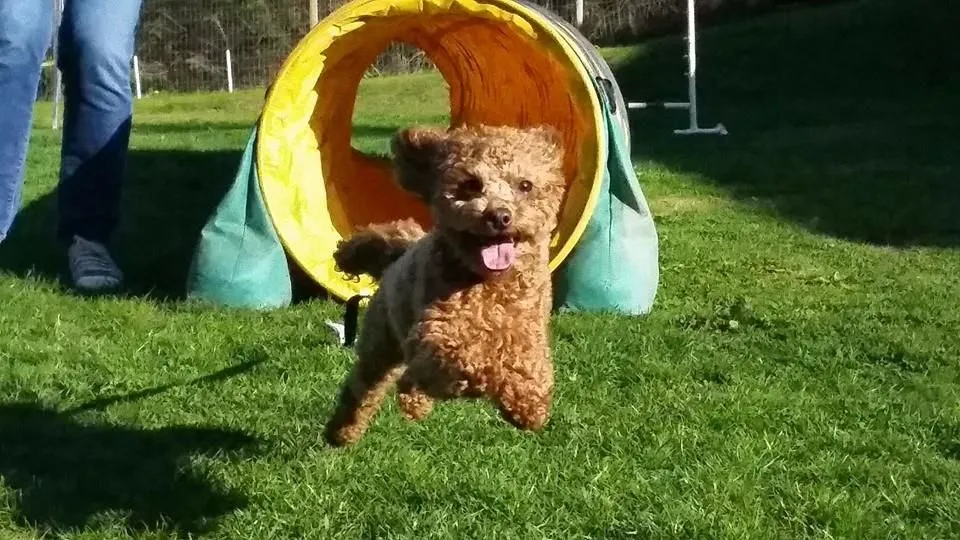 Entreprises 5 image NANAIMO PET SERVICES