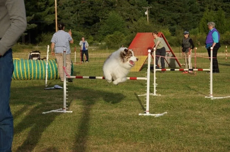 Entreprises 1 image NANAIMO PET SERVICES