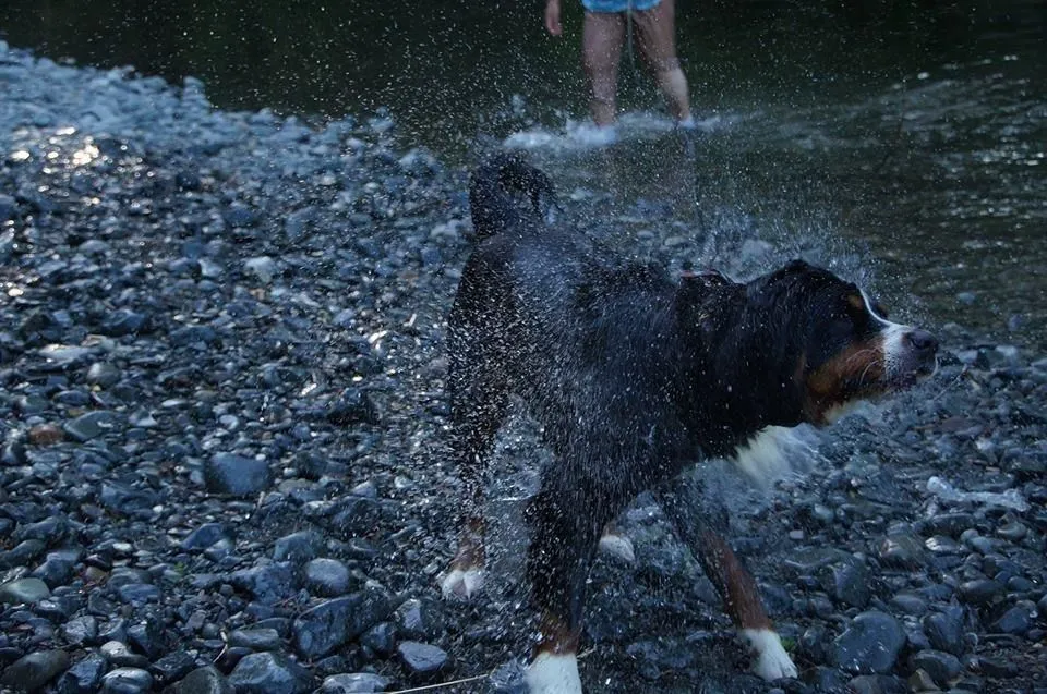 Entreprises 2 image NANAIMO PET SERVICES