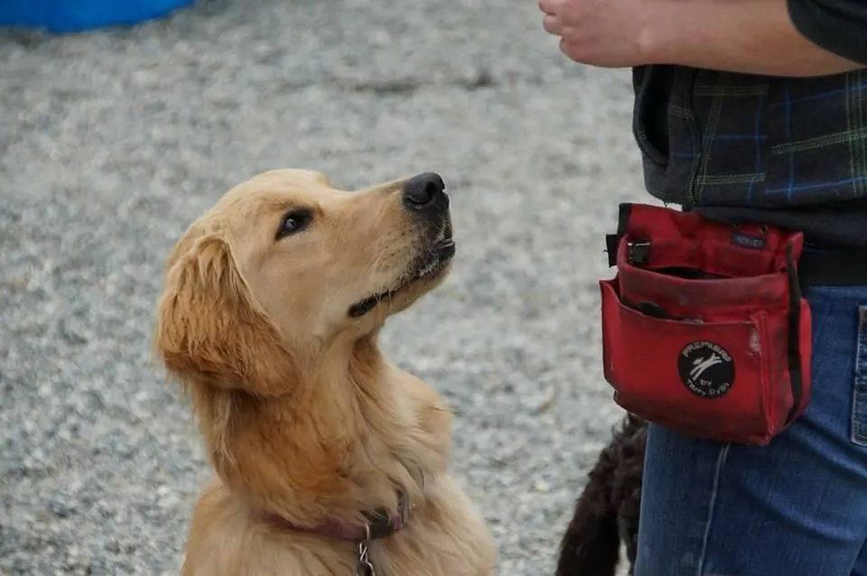 Entreprises 3 image NANAIMO PET SERVICES