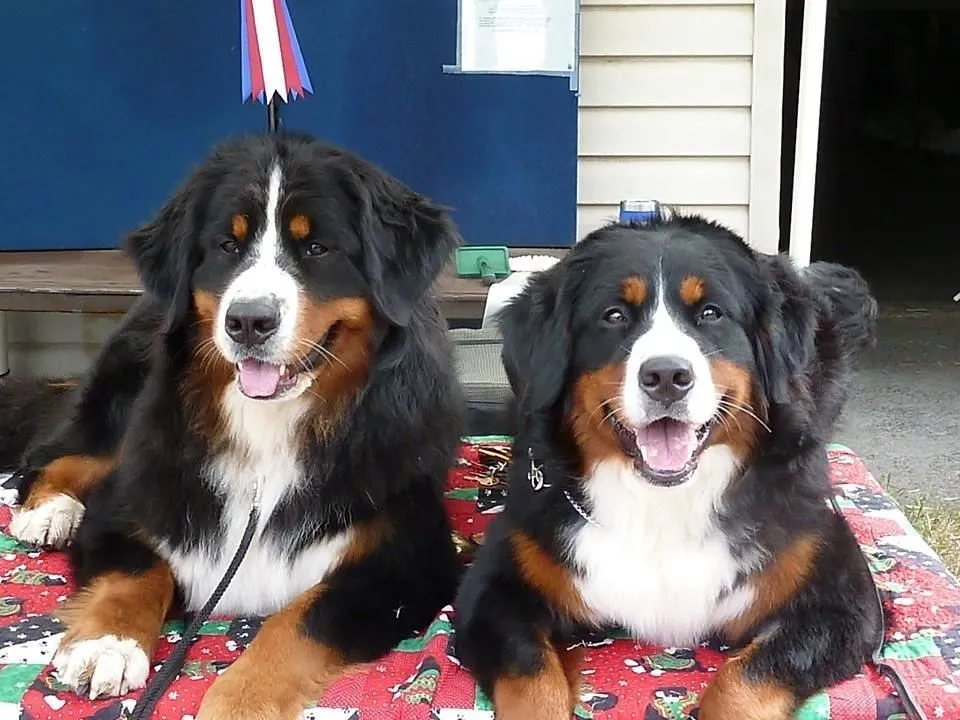 Entreprises 7 image NANAIMO PET SERVICES